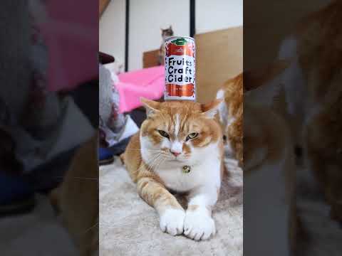 Fruits Craft Cider カキサイダー　260506　 cat のせ猫 cute　 カキサイダー 猫のいる… サムネイル