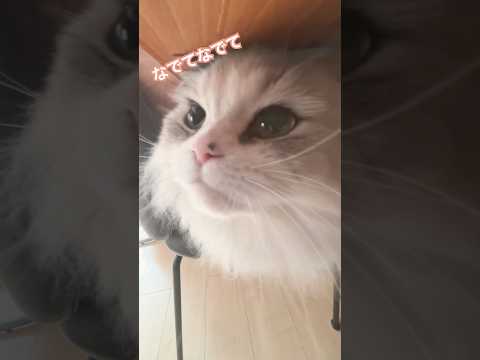 なでてほしいの無限ループ猫 cat ミヌエット短足 ぬんちゃん サムネイル