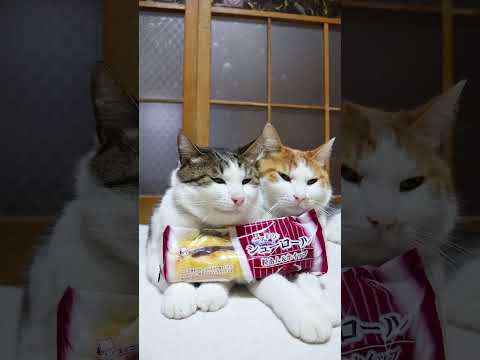 ふんわりシューロール 粒あん＆ホイップ　260525　 cat のせ猫 kitty　 ふんわりシューロール ネコ cu… サムネイル