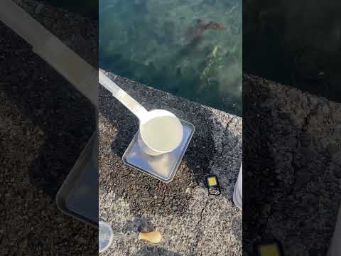 静岡県にクラゲ採集にきています。クラゲは柄杓やプランクトンネットを使って採集しています🪼 サムネイル