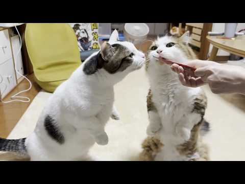 競っておやつを狙うモフモフともちもちのぬいぐるみ サムネイル
