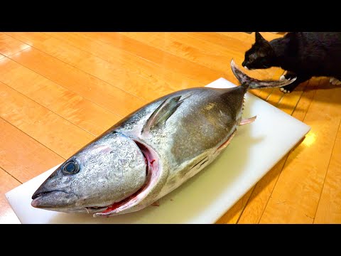 猫より大きい7ＫＧのマグロパーティ！！ サムネイル