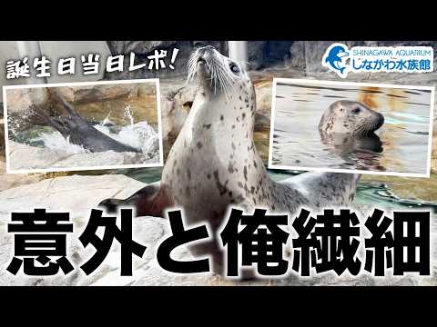 しぶき2歳の誕生日＠しながわ水族館【ゴマフアザラシ】 サムネイル