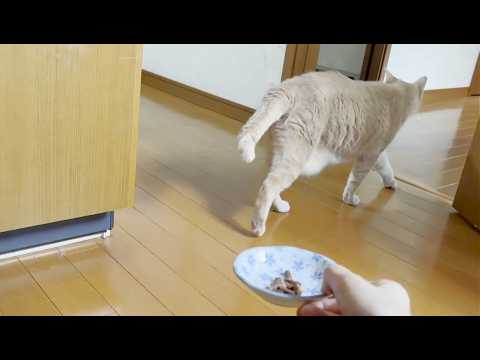 お母さんのセンスにガッカリして去っていく猫 サムネイル