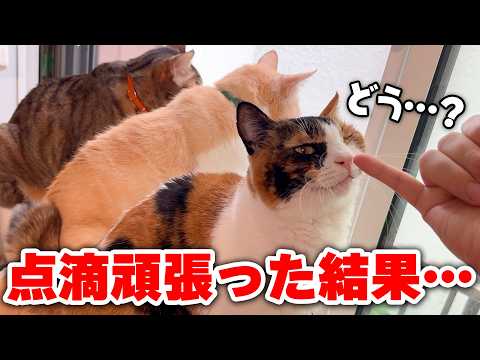 腎臓の数値が爆上がりしていた猫に毎日点滴をした結果が…。