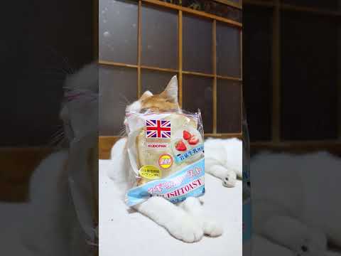 イギリストースト（岩手県産岩泉牛乳入りミルクホイップ＆苺ジャム）　260524　 cat のせ猫 kitty　 イギリ…