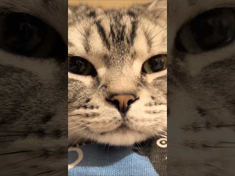 アメショーのラッテ アメショ アメリカンショートヘア ＃猫との暮らし猫と暮らす家猫 サムネイル