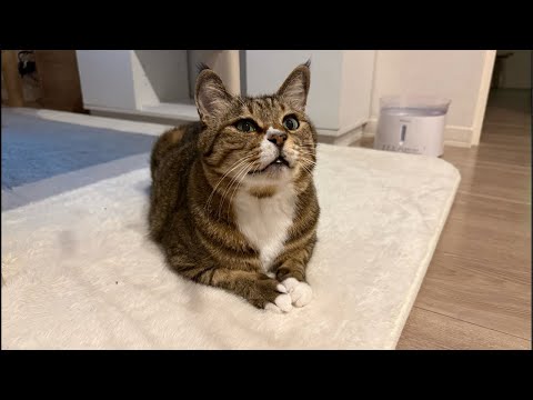 深夜のハイテンションモードゲリラLive サムネイル