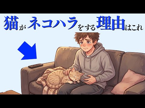 【猫がネコハラをする理由】 猫の雑学 猫 ねこ サムネイル