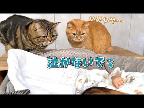 初めて見る赤ちゃんが気になって仕方がない猫たちが可愛すぎる！ サムネイル