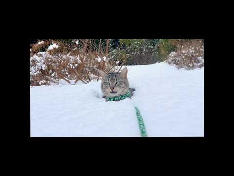 大雪なのにどうしても外に出たいと要求する猫に事件が　A Cat Demands to Go Outside in a… サムネイル