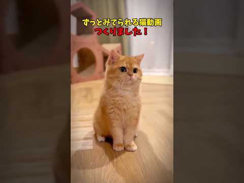 飽きないなぁ〜猫って！