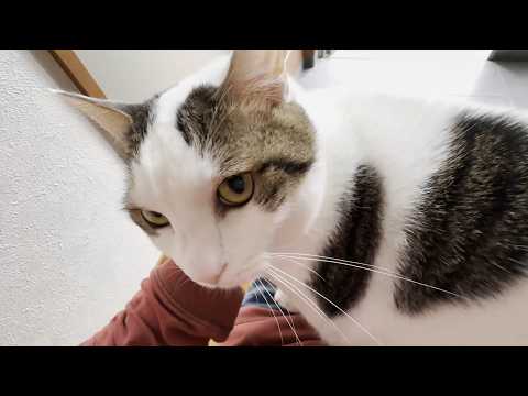 雨降りの日はどうしてもお父さんの膝の上から外を眺めたい猫 サムネイル