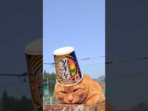 カップスター きつねうどん　260613　 cat 三毛猫 cute　 カップスター 　きつねうどん cutecat… サムネイル