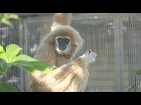 シロマティとおサルさん　京都市動物園　202512 サムネイル