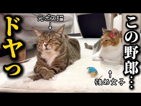 ストーブを占領してドヤってたら女王様に睨まれて大ピンチな元ボス猫 サムネイル