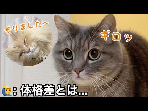 小柄な姉猫に追い回され、白目を剥いて力尽きる弟猫w