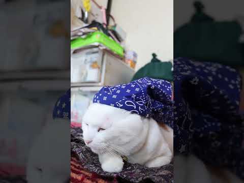 青いバンダナ　260407　のせ猫　 cat　 cute　 猫のいる暮らし　 ネコ　 ねこ　 猫　 cutecat… サムネイル