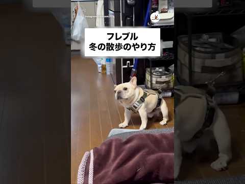 フレブル🐶冬の散歩のやり方｜PECO サムネイル