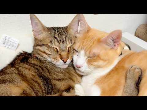 11年共に過ごしてもずっと仲良く一緒に寝る猫たちが尊すぎました…。 サムネイル