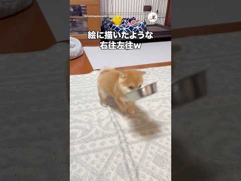 絵に描いたような右往左往w｜PECO