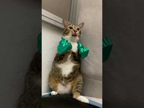 Hulk Cat is back again! サムネイル