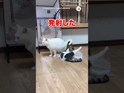 発射の瞬間に遭遇した猫たち｜PECO サムネイル