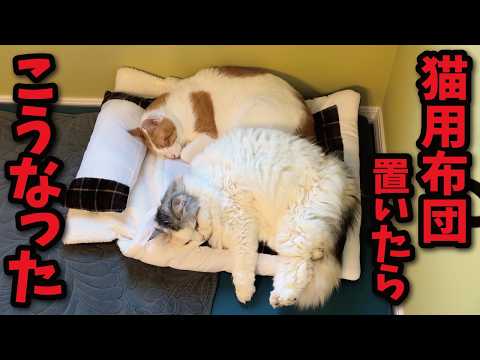 猫用布団買ってあげたらこうなってました サムネイル