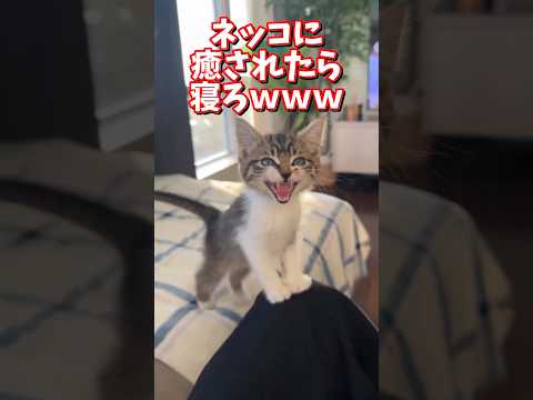 ネッコの動画で癒されたら寝ろｗｗｗ　2ch  動物  猫 癒やし ねこ動画