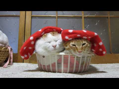 かご猫LIVE配信　2026年4月10日 サムネイル