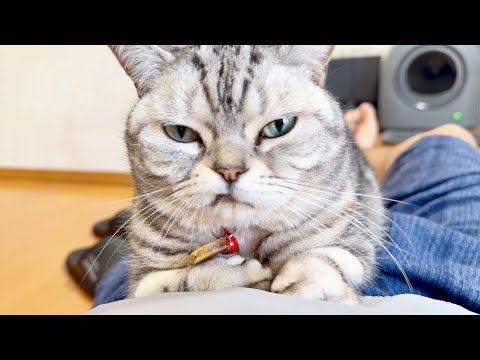 『ふん！ここはだれにもゆずらないわ』 サムネイル