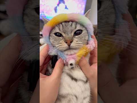 良く鳴くマンチカンが可愛すぎて優勝!! cat 猫 サムネイル
