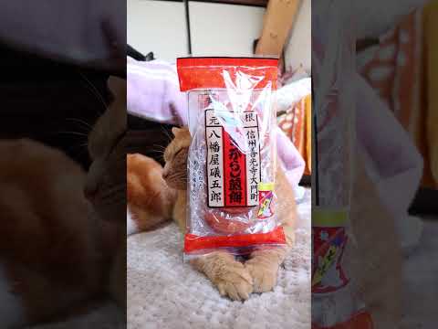 七味とうがらし煎餅　251228　のせ猫　 cat ねこ cute　 猫のいる暮らし　 ネコ　 kitty　 kitt… サムネイル