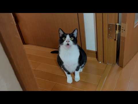 一日のほとんどが寝ている猫の連休最終日 サムネイル