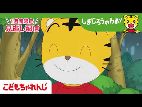 【見逃し配信】テレビ番組「しまじろうのわお！」 4月11日放送 ｜みみりんと わたしたち｜719【しまじろうチャンネル… サムネイル