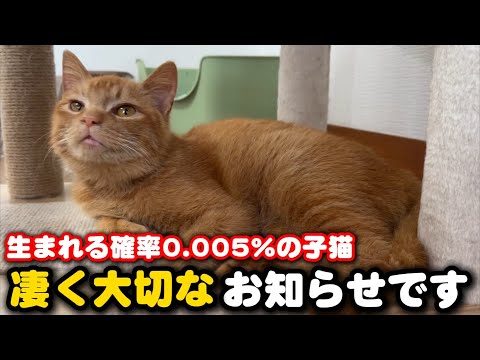 出生率20000分の1奇跡の子猫についてご報告です