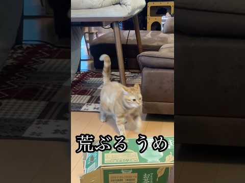 荒ぶる うめ 猫 テンションが上がる アメショ cat ご機嫌