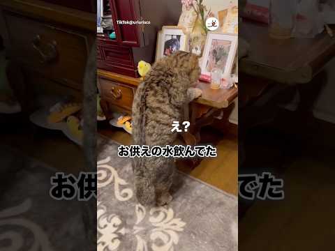 お供えの水が好き｜PECO サムネイル