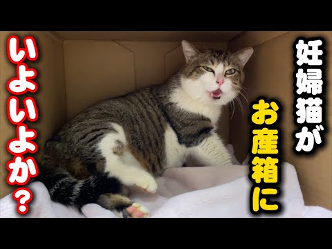 出産の準備に入った妊婦猫の姿…いよいよ始まるのか？ サムネイル