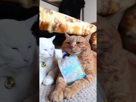 クーリッシュ　ホイップクリーム　260321　のせ猫　 cat　 cute　 kitten　 cutecat　 kit… サムネイル