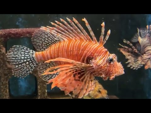 【週末おさかな部】ぬりえテーマ「磯の危険生物」🎨🐟vol.168