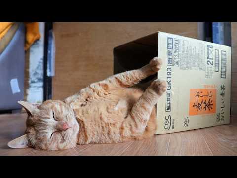 おいしい麦茶の箱と猫　　260601 サムネイル