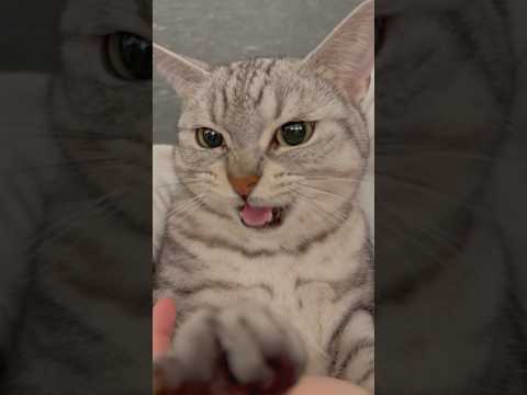 パパ帰宅時の猫たちの反応が可愛すぎる... cat 猫 サムネイル