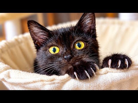 子猫がこの場所を気に入りすぎて動けなくなりました