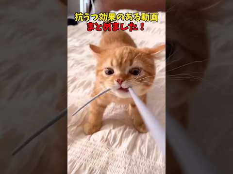 ※あくまで個人の感想です サムネイル