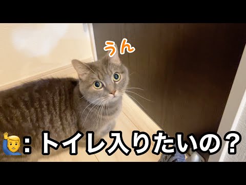 久しぶりに玄関を解放したら、猫の主張が激しくて…