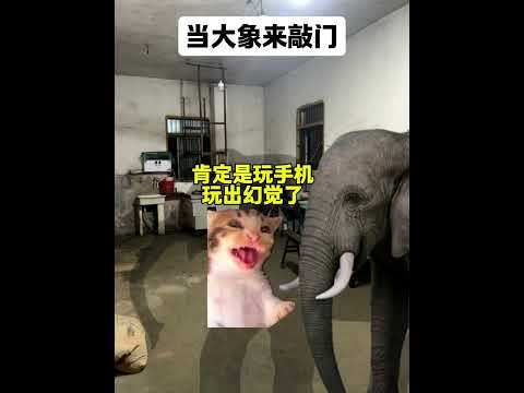 当大象来敲门 有趣 猫meme 猫meme剧场 猫meme小剧场 内容过于真实  故事 貓 猫猫meme小剧场 喵不可言 サムネイル