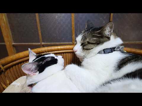 チビをぺろぺろさばじろう　260407 サムネイル