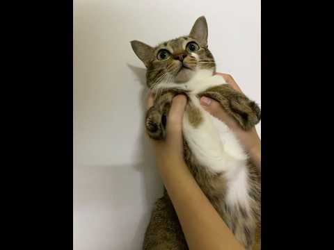 Shocked Tutu 😳🐱🦖 サムネイル