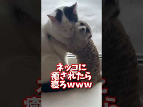 ネッコの動画で癒されたら寝ろｗｗｗ　2ch  動物  猫 癒やし ねこ動画 サムネイル